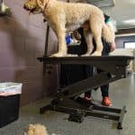 Home 68 dog daycare